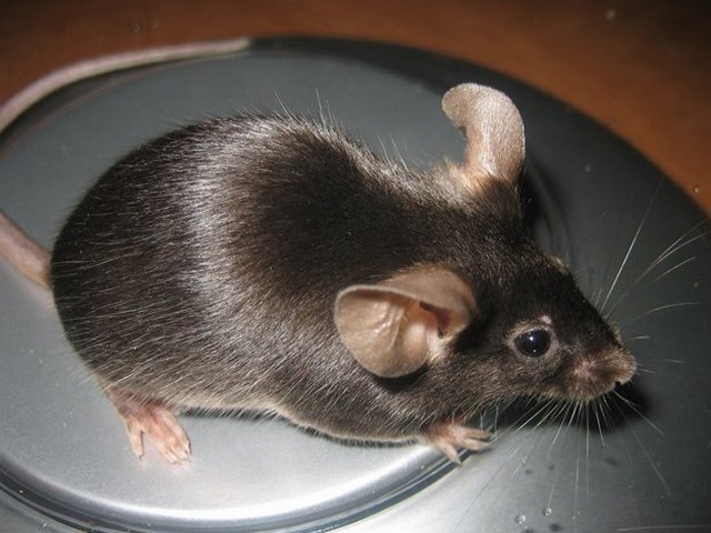 Все о мышах в Дорогобуже | ЗооТом - продажа, вязка и услуги для животных в Дорогобуже