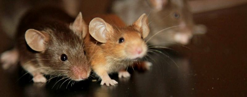 Все о мышах в Дорогобуже | ЗооТом - продажа, вязка и услуги для животных в Дорогобуже
