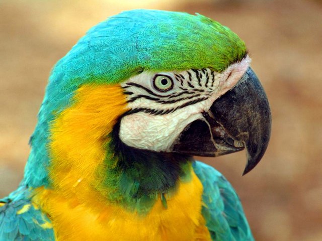 Все о попугаях в Дорогобуже | ЗооТом портал о животных