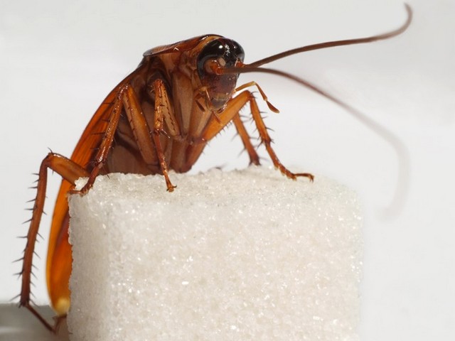 Все о тараканах в Дорогобуже | ЗооТом портал о животных