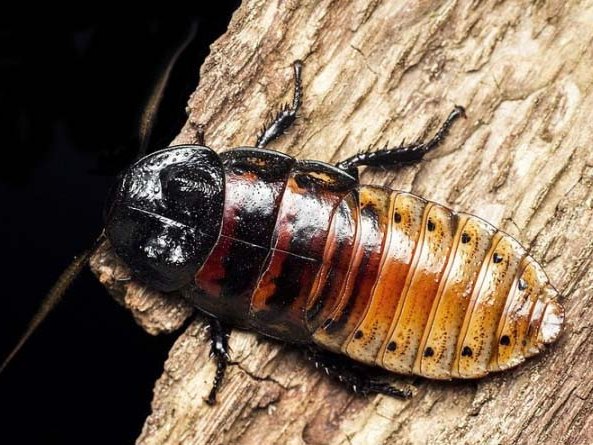 Все о тараканах в Дорогобуже | ЗооТом портал о животных