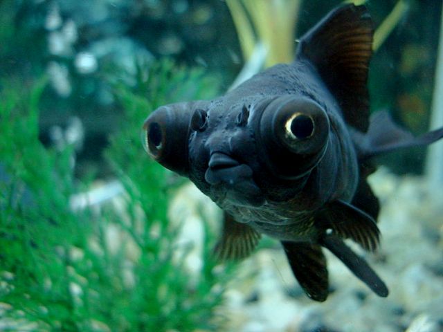 Породы аквариумных рыбок в Дорогобуже | ЗооТом портал о животных