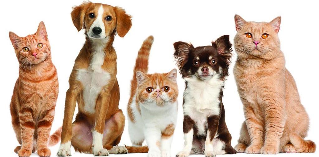 Доска объявлений о животных | ЗооТом - продажа, вязка и услуги для животных в Дорогобуже