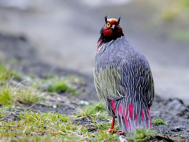 Все о фазанах в Дорогобуже | ЗооТом портал о животных