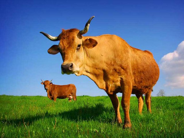 Все о коровах в Дорогобуже | ЗооТом портал о животных