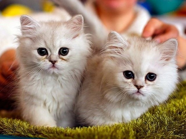 Породы кошек в Дорогобуже | ЗооТом портал о животных