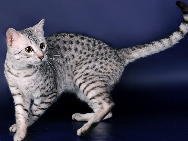 Породы кошек в Дорогобуже | ЗооТом портал о животных