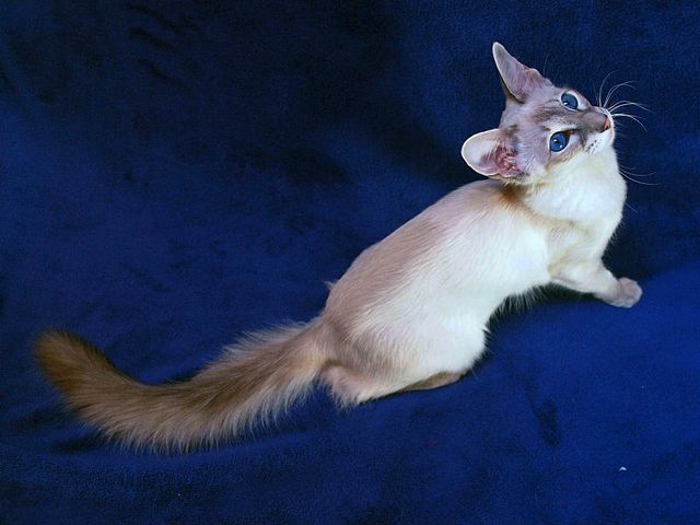 Выведенные породы кошек в Дорогобуже | ЗооТом портал о животных