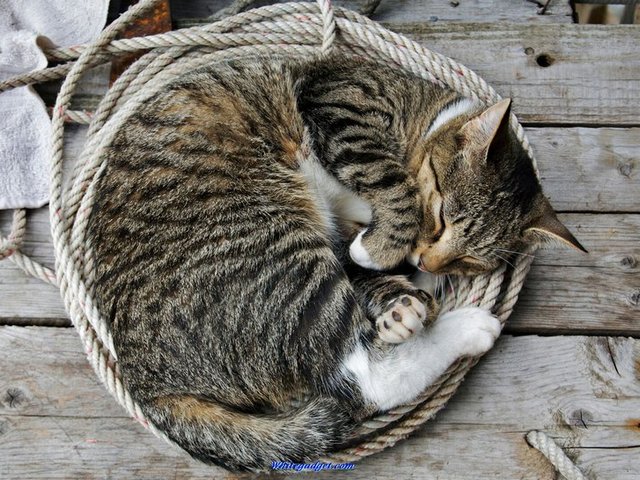 Все о кошках в Дорогобуже | ЗооТом портал о животных