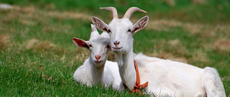 Все о козах в Дорогобуже | ЗооТом портал о животных