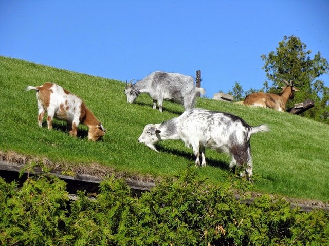 Все о козах в Дорогобуже | ЗооТом портал о животных