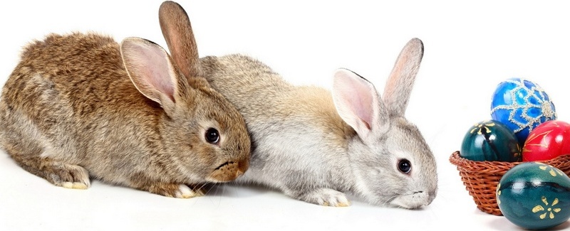 Все о кроликах в Дорогобуже | ЗооТом портал о животных