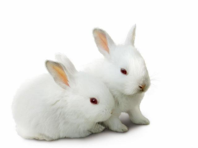 Все о кроликах в Дорогобуже | ЗооТом портал о животных