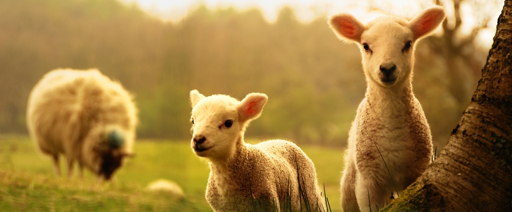 Объявления о сельскохозяйственных животных | ЗооТом - продажа, вязка и услуги для животных в Дорогобуже