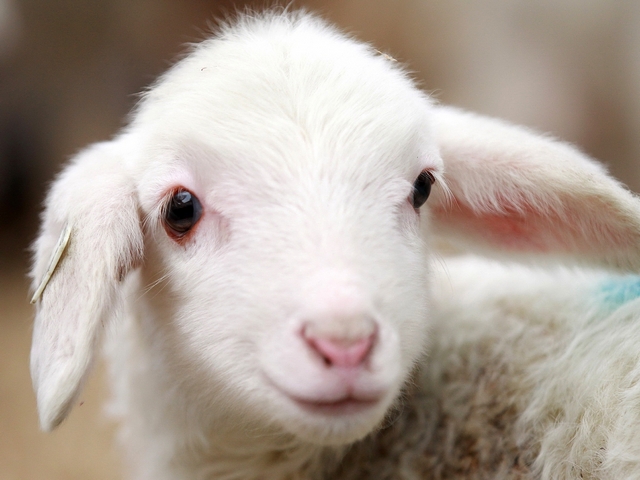 Овцы и бараны в Дорогобуже | ЗооТом портал о животных