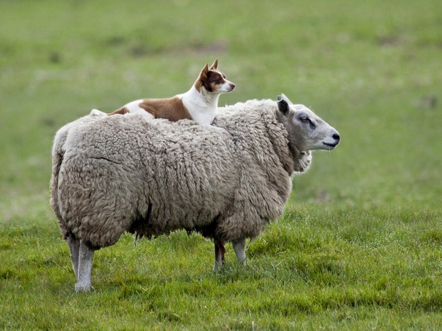 Все об овцах в Дорогобуже | ЗооТом портал о животных