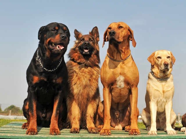 Крупные породы собак в Дорогобуже | ЗооТом портал о животных