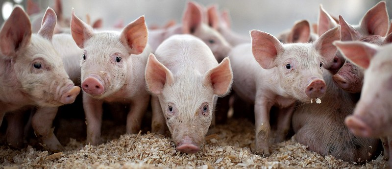 Все о свиньях в Дорогобуже | ЗооТом портал о животных