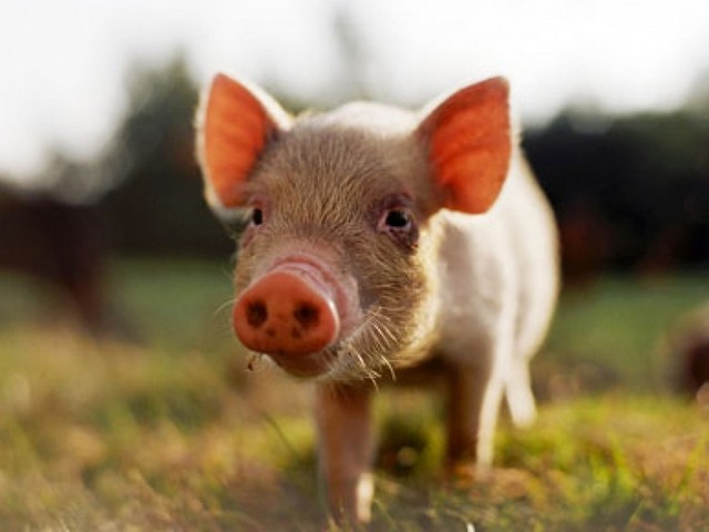 Все о свиньях в Дорогобуже | ЗооТом портал о животных