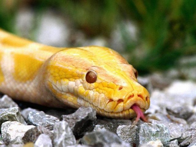 Породы змей в Дорогобуже | ЗооТом портал о животных