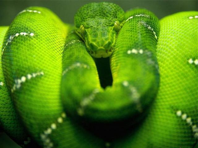 Породы змей в Дорогобуже | ЗооТом портал о животных